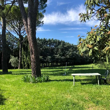 Des Pins Saint-Maurice-dʼIbie